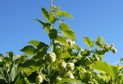 Brewing Ingredients - Oregonized Brewing