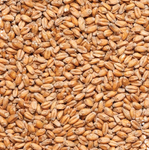 Montana Craft Malt - Pale White Wheat Malt