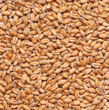 Montana Craft Malt - Pale White Wheat Malt