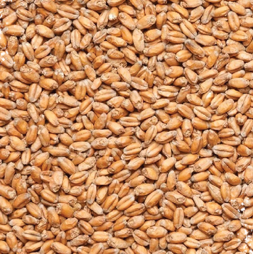 Montana Craft Malt - Pale White Wheat Malt