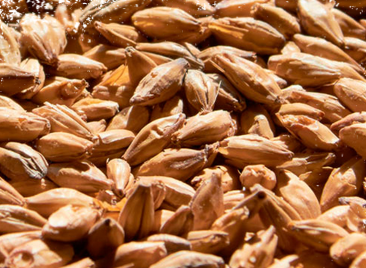 Montana Craft Malt - British Pale Malt