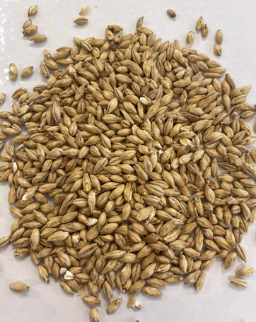 Montana Craft Malt - Bavarian Pilsner Malt