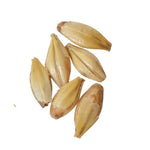 Briess Malting - Caramel/Crystal 10 Malt